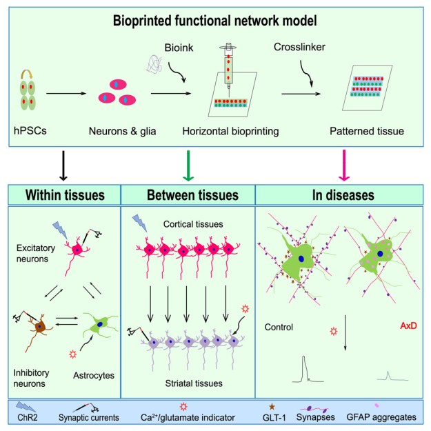 3D Printing Functional Human Brain Tissue For Research Purposes | Hackaday