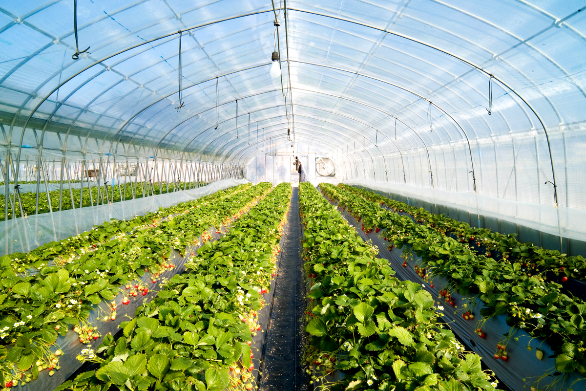 The Greenhouse Effect Isn’t For Greenhouses