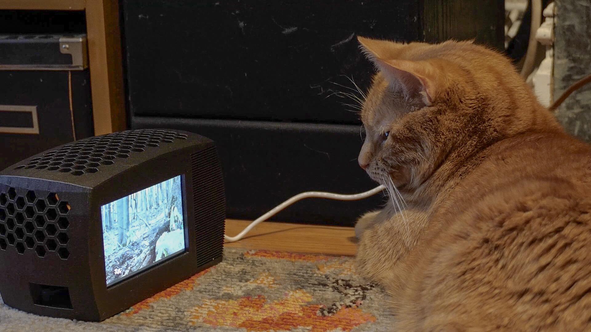 Cat Tv Main 