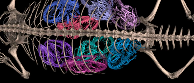 Free 3D Imaging for Natural Science