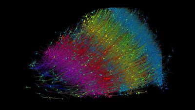 Six layers of excitatory neurons color-coded by depth. (Credit: Google Research and Lichtman Lab)
