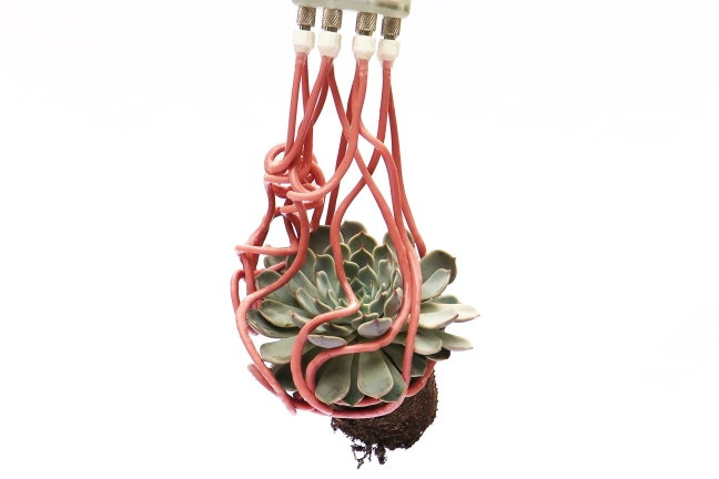 Twelve pink tentacles are wrapped around a small, green succulent plant. The leaves seem relatively undisturbed. They are dangling from brass and white plastic pressure fittings attached to a brass circle.