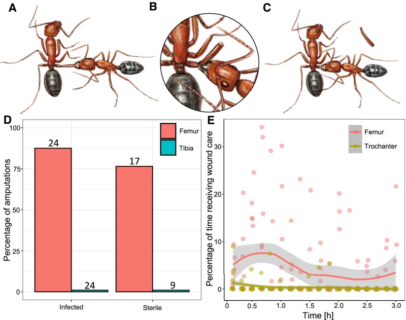 Amputation and wound care behavior in C. floridanus (A) Illustration of a worker providing wound care on a femur-injured individual. (B) A worker amputating (biting) the injured leg at the trochanter. (C) A worker providing wound care on the newly created trochanter wound after amputation. (D) Percentage of amputations performed on ants with an infected or sterile femur (red) or tibia (blue) injury after 24 h. Numbers above the bars represent the sample size for each treatment. (E) Percentage of time the injured ant received wound care behavior over 3 h, binned in 10 min intervals, with a local polynomial regression (loess) showing a 95% confidence interval for the first 3 h after the experimental femur injury (femur, red: n = 8) and the first 3 h after amputation on the trochanter wound (trochanter, brown: n = 7).