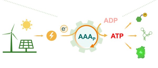 A cartoon of the Sun above a windmill and a solar panel with a lightning bolt going to a big grey gear with "AAAp" written on it. A small "e-" on a circle is next to it, indicating electricity transfer. Further to the right is an ADP molecule connected to a curved arrow going through the AAAp gear to turn into ATP. Three cartoon shapes, presumably illustrating biological processes are on the right with arrows pointing from the ATP.