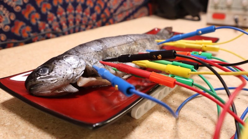 A tuna fish with several probes sticking out of it.