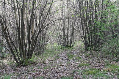 A woodland in early spring, the trees are dense groups of young saplings sprouting from cut stumps.