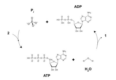 The cycle of ATP and ADP. 