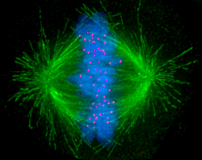 Image of the mitotic spindle in a human cell showing microtubules in green, chromosomes (DNA) in blue, and kinetochores in red.