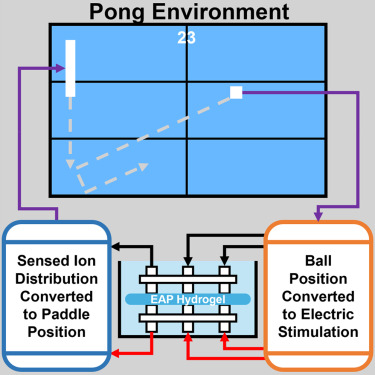 Experimental setup for the EAP hydrogel free energy principle test. (Credit: Vincent Strong et al., Cell, 2024)