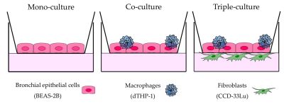 Schematic representation of the three cell culture models used for CF exposure experi- ments. (Credit: Friesen et al., Int J Mol Sci, 2023)