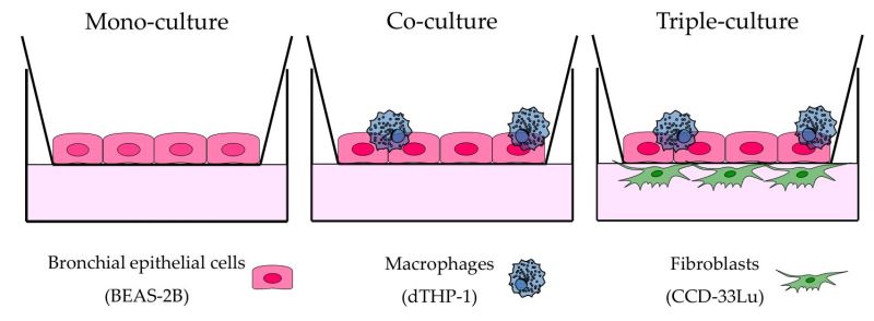 Schematic representation of the three cell culture models used for CF exposure experi-ments. (Credit: Friesen et al., Int J Mol Sci, 2023)