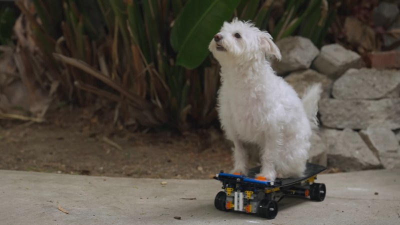 A photo of a white dog with curly fur riding a black skateboard with grey motors under the front deck. There are blue squares on the top of the deck that she is standing on to steer the board.