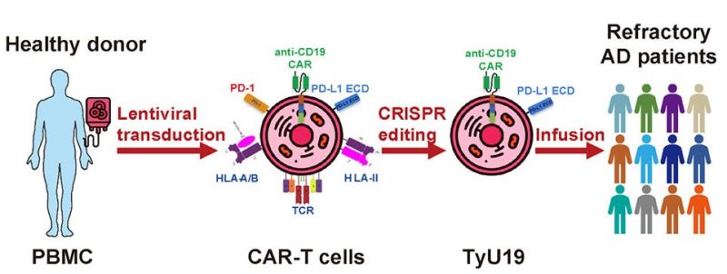 car-t_immunotherapy_donor_wang_et_al_cell_2024.jpg