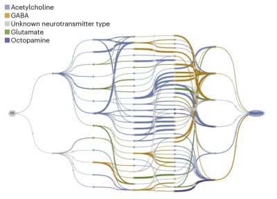 Example of a graph representation of one identified network with connections coded by neurotransmitter types. (Credit: Amy Sterling, Murthy and Seung Labs, Princeton University)