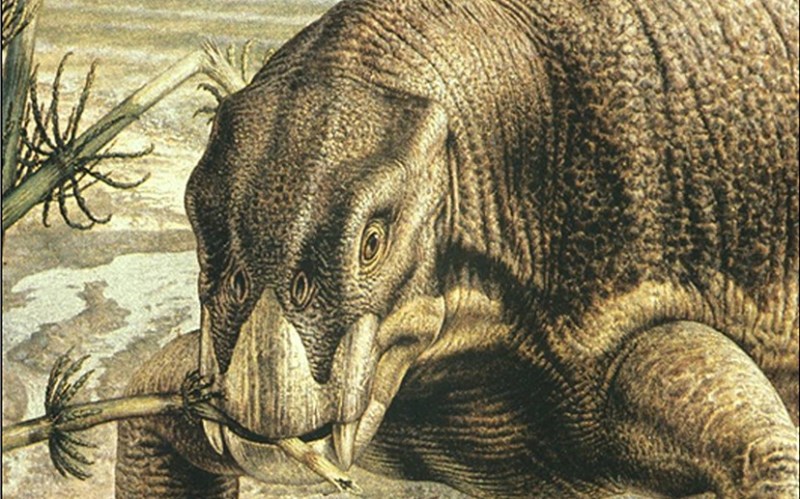 An artist's depiction of a lystrosaurus munching on a prehistoric plant. It looks kind of like a hippo with a beak. The main body of the animal is grey-ish green and it's beak is ivory with two tusks jutting out from its top jaw.