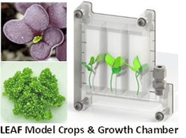 Space Lab's LEAF model crops & growth chamber.