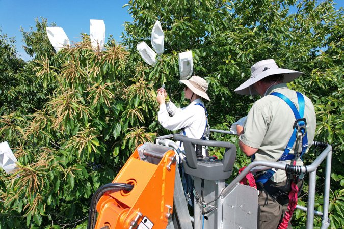 A researcher in a safety harness pollinates an American chestnut tree from a lift. Another researcher is on the other side of the lift and appears to be taking notes. The tree has bags over some of its branches, presumably to control the pollen that gets in. The lift has a grey platform and orange arm.