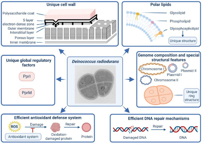 Survival mechanisms in Deinococcus radiodurans bacterium. (Credit: Feng Liu et al., 2023)