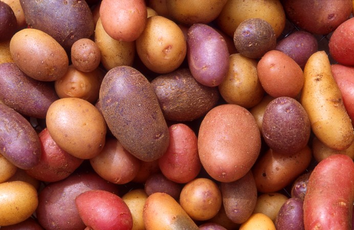 Different potato varieties. – The potato is the vegetable of choice in the United States. On average, Americans devour about 65 kg of them per year. New potato releases by ARS scientists give us even more choices of potatoes to eat. (Credit: Scott Bauer, USDA ARS)