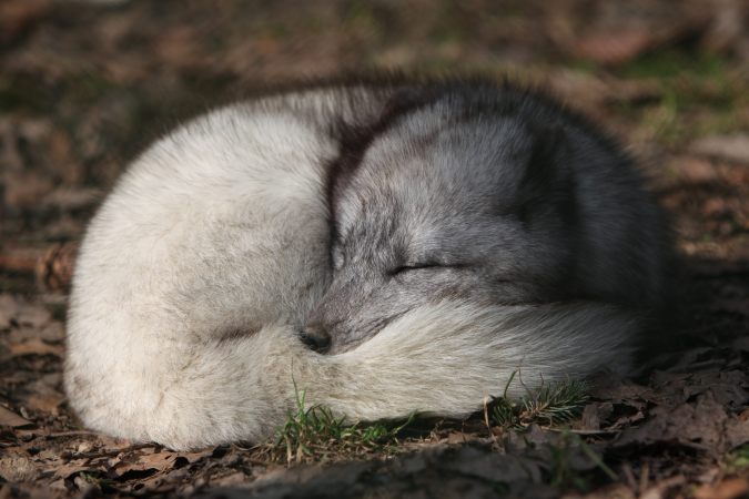 Sleeping arctic fox (Alopex lagopus). (Credit: Rama, Wikimedia)