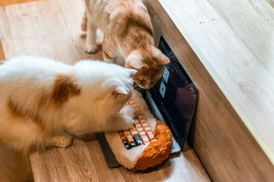 A couple of cute cats examine a cat-themed keyboard.