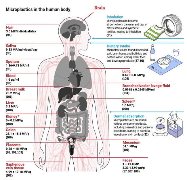 Microplastics in the human body. (Credit: Richard C. Thompson et al., Science, 2024)