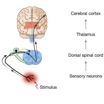 Sensory Pathways