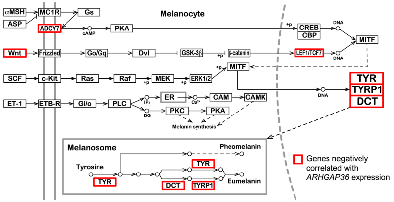 Impact of increased ARHGAP36 expression on melanocyte gene expression. (Credit: Hidehiro Toh et al., Current Biology, 2025)