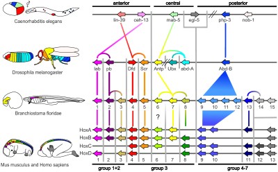 Hox protein classification across model organisms by CLANS analysis, (Credit: Hueber et al., 2010)