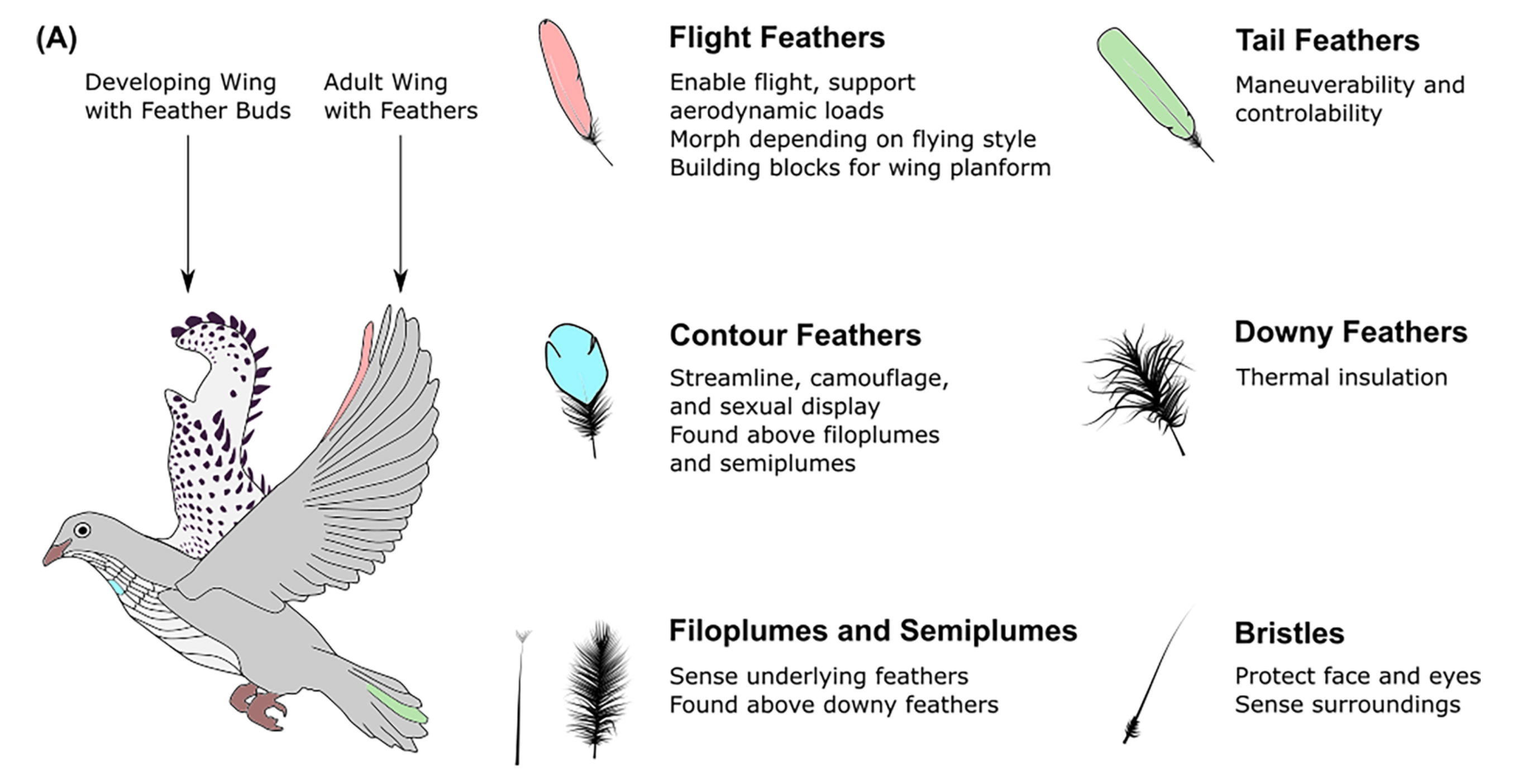 Feathers Pigeon Structure | Hackaday