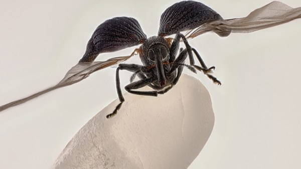 The winning entry, a photo of a fly on a grain of rice.