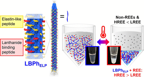 Virus-Based Thermoresponsive Separation of Rare-Earth Elements