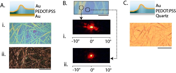 Polymer Skins That Change Color and Texture When Exposed to Water