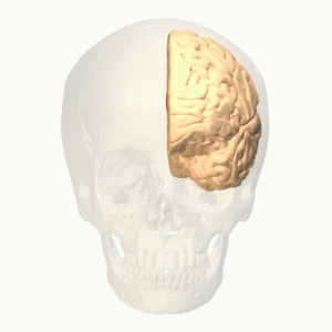 Anterior cingulate gyrus. (Credit: BodyParts3D, Wikimedia)