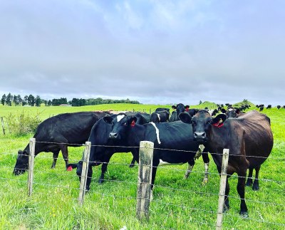A group of black cows facing the camera, on a green field with a blue-grey cloudy sky.