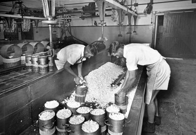 Black and white photo, two cheesemakers bending over a vat of curd, filling cylindrical cheese moulds.