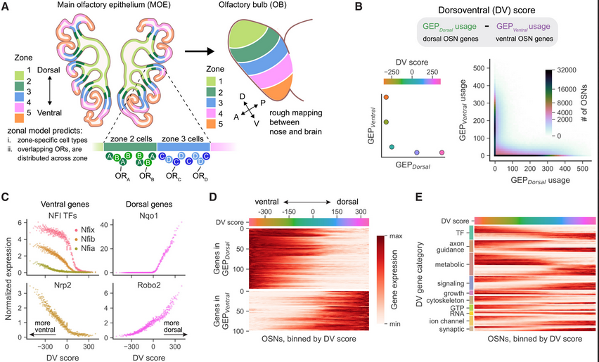 Tracing Olfactory Receptor Mapping Between the Nose and Brain