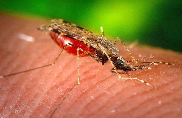 An image of a brown, red, and black mosquito on light human skin