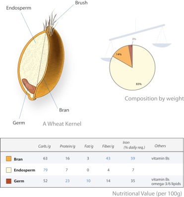 A cross section of a wheat seed, with nutritional information.