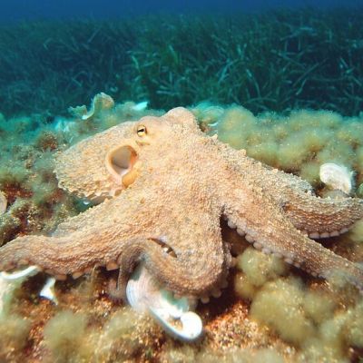Common octopus (<i>Octopus vulgaris</i>). (Credit: Albert Kok, Wikimedia)