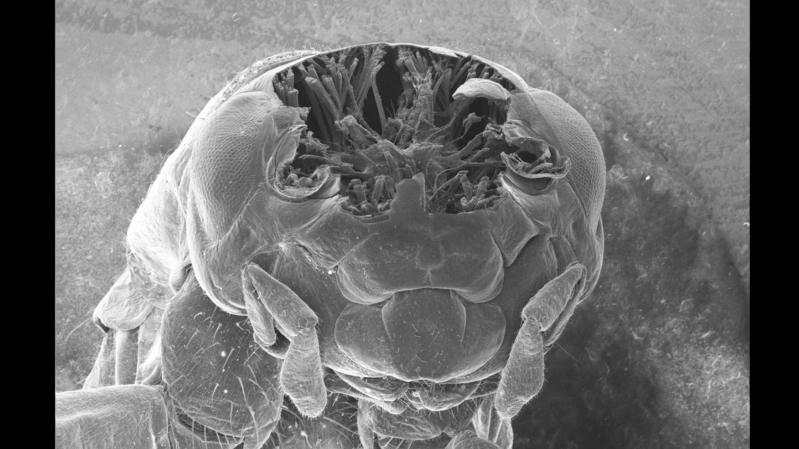 A scanning-electron micrograph is shown of a cricket's body, focusing on the head, which has been sliced off just above the eyes.