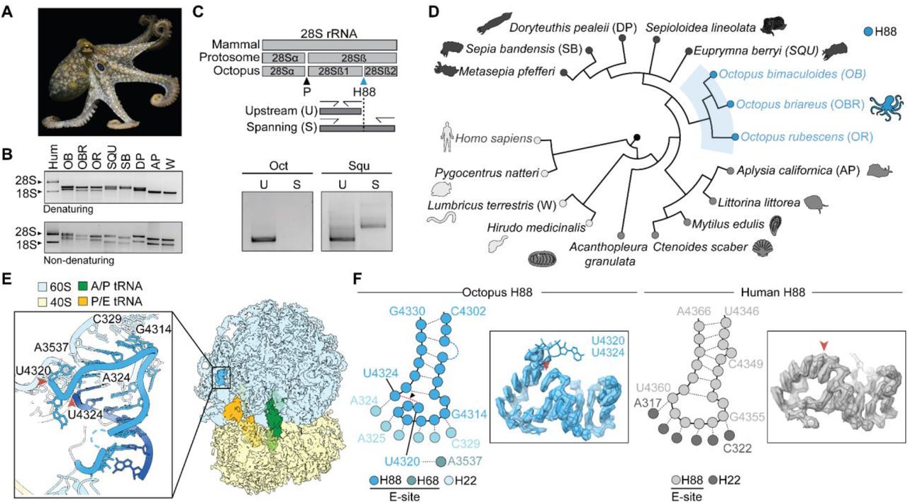 How Octopuses Hacked their Ribosome to Become Smart