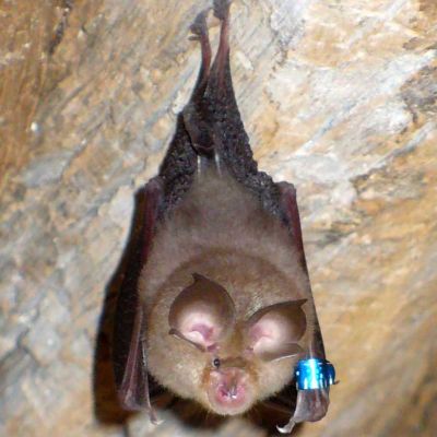 https://commons.wikimedia.org/wiki/File:Bat(20070605).jpg