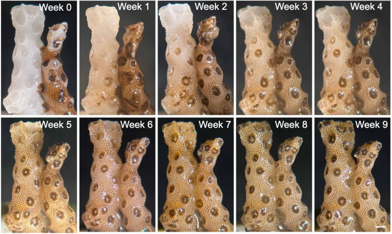 A series of ten close up images of two pieces of coral. In the first, on the top left, the coral on the left is bright white while the one on the right is brown with darker brown spots. Text reads: "Week 0." The last image, on the bottom right, shows both pieces of coral as brown with darker brown spots and the text, "Week 9." The intervening images show the white, dead coral, slowly becoming more brown as time progresses.