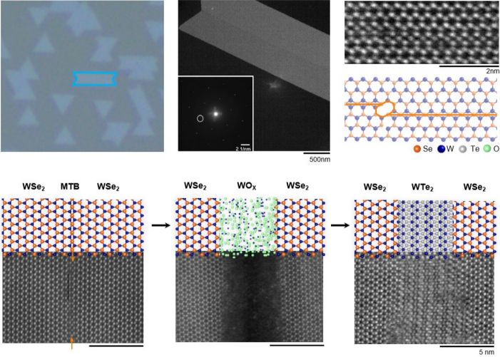 Transforming a Tungsten Ditelluride Monolayer into a Transistor